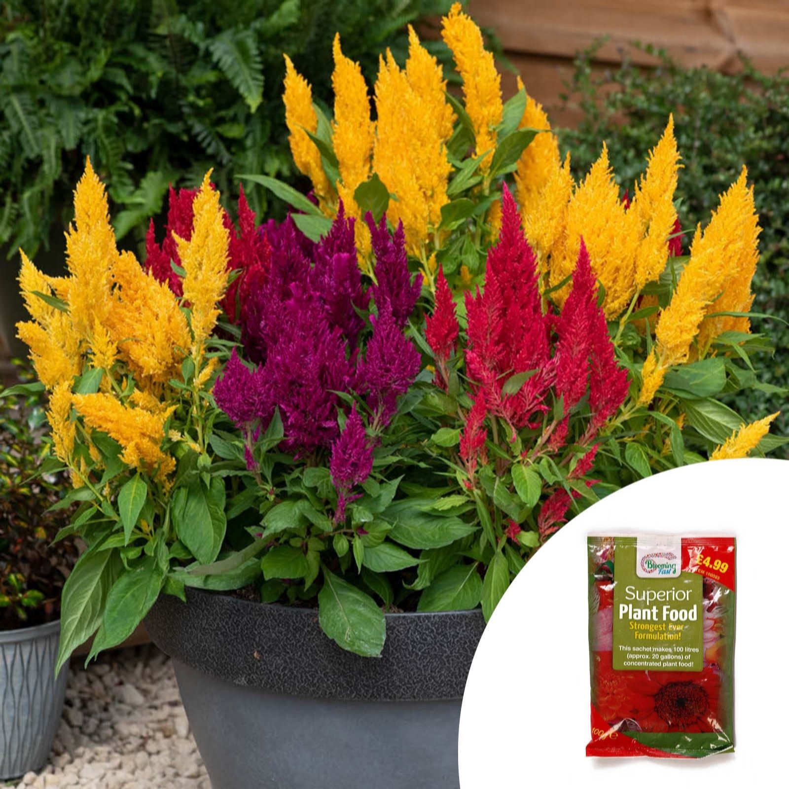 YouGarden Celosia First Flame Mixed Plug Plants x12