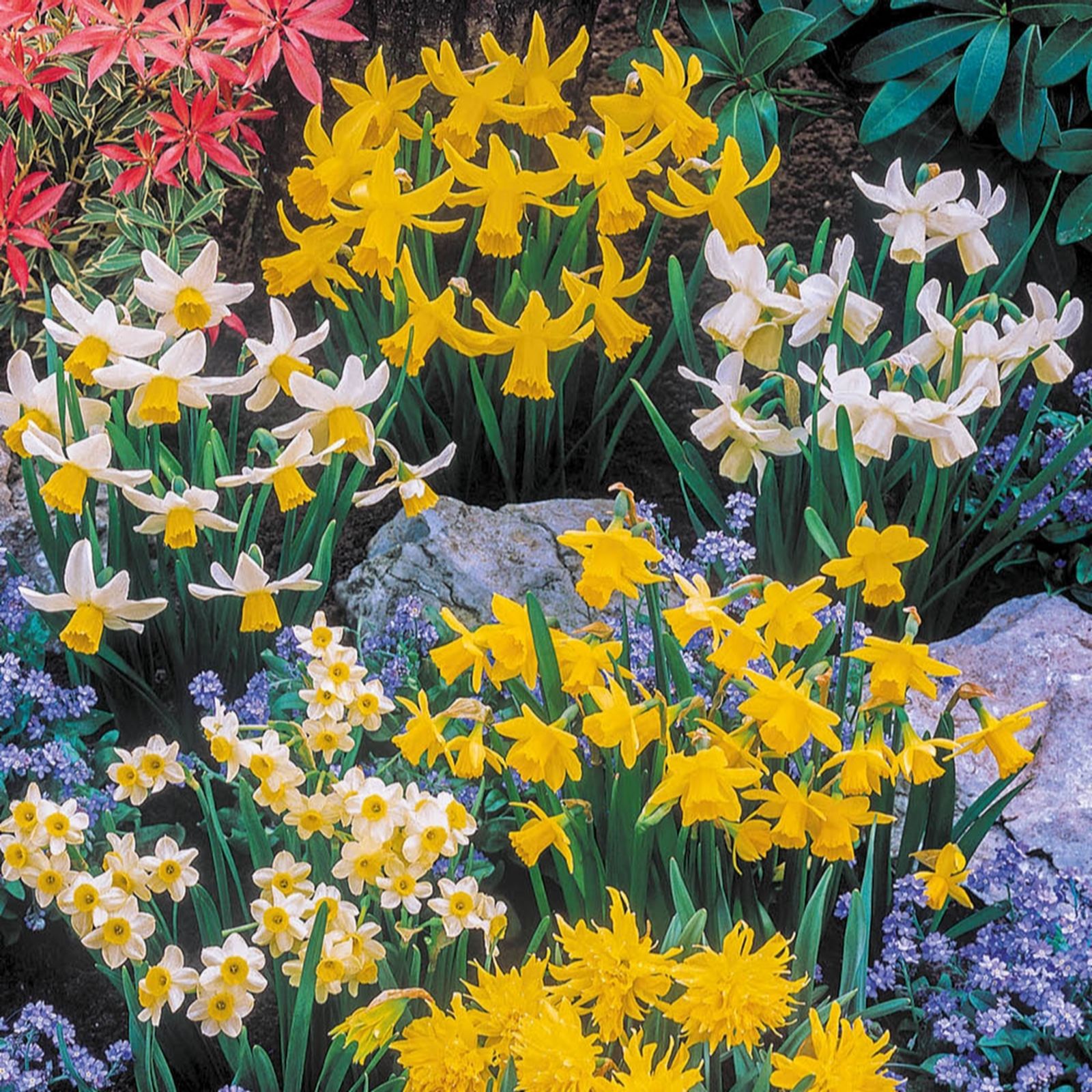 YouGarden Narcissus Short Mixed x200 Bulbs