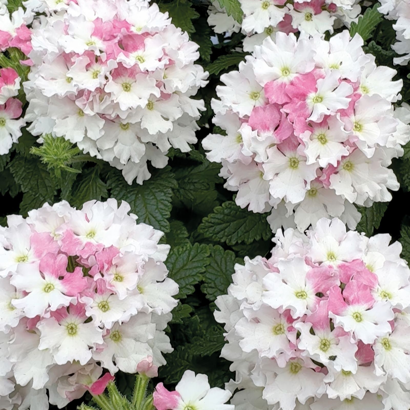 Richard Jackson Verbena Marshmallow Power Plants 5x 5.5cm