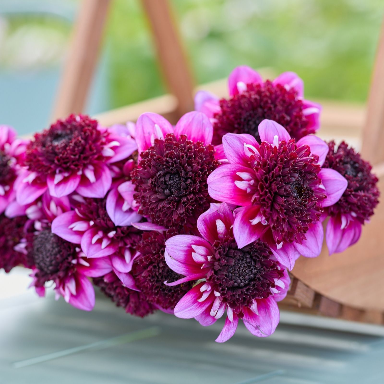 Plants 2 Gardens Dahlia Misses Amy 3 x Bare Root Dahlia