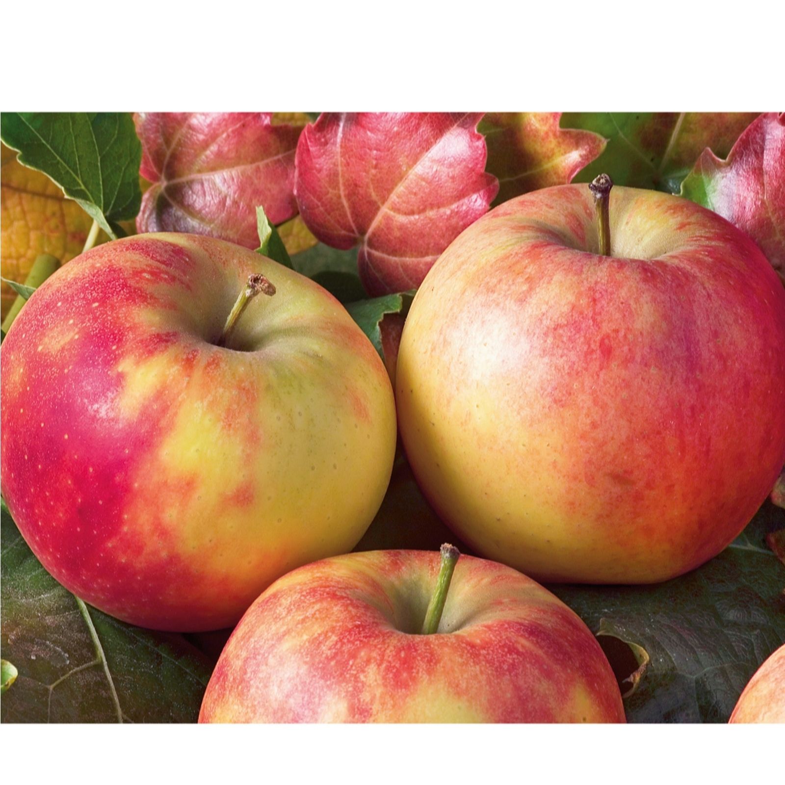 Plants2Gardens Apple (Malus) Elstar 5ltr