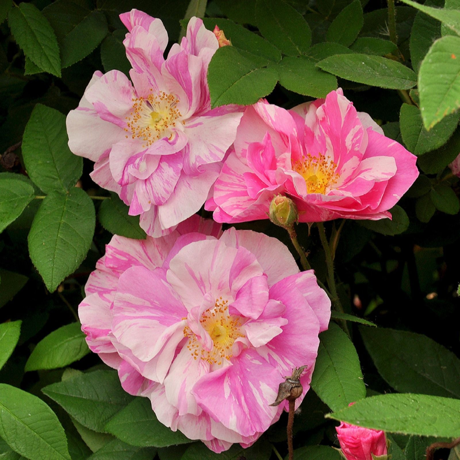 YouGarden Pair of Rose 'Rosa Mundi' Bare Roots
