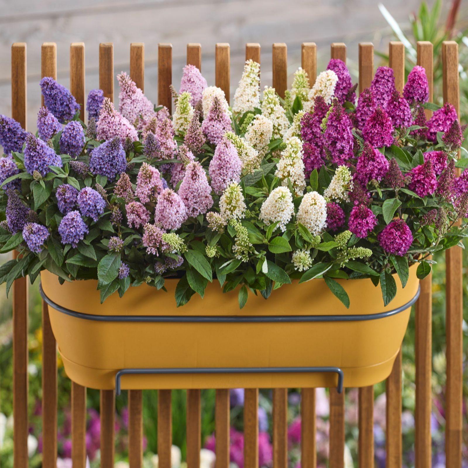 Thompson & Morgan Buddleja Davidii Little Rockstars Collection 9cm Pot x 4
