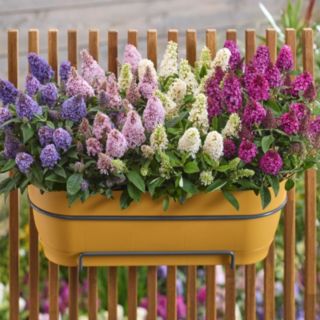 Thompson & Morgan Buddleja Davidii Little Rockstars Collection 9cm Pot x 4