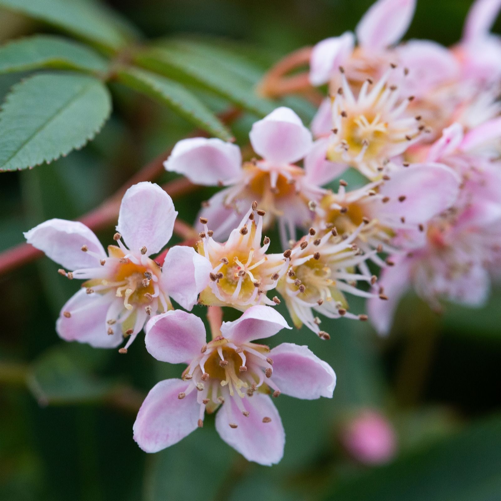 Frank P Matthews Sorbus Eastern Promise 12 Litre Container