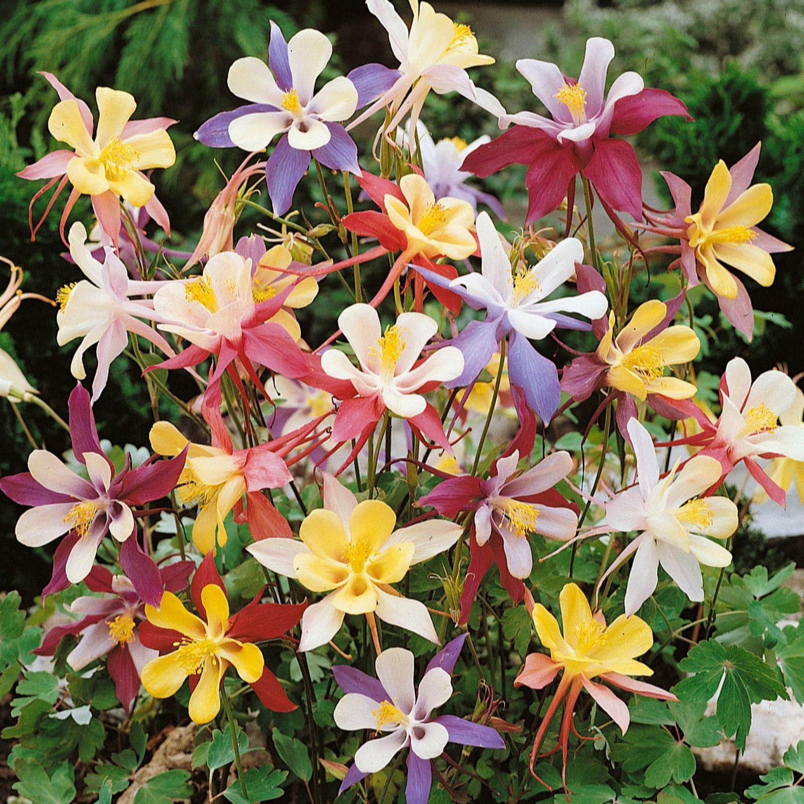 YouGarden Aquilegia 'McKana Hybrids' in 9cm pots x3