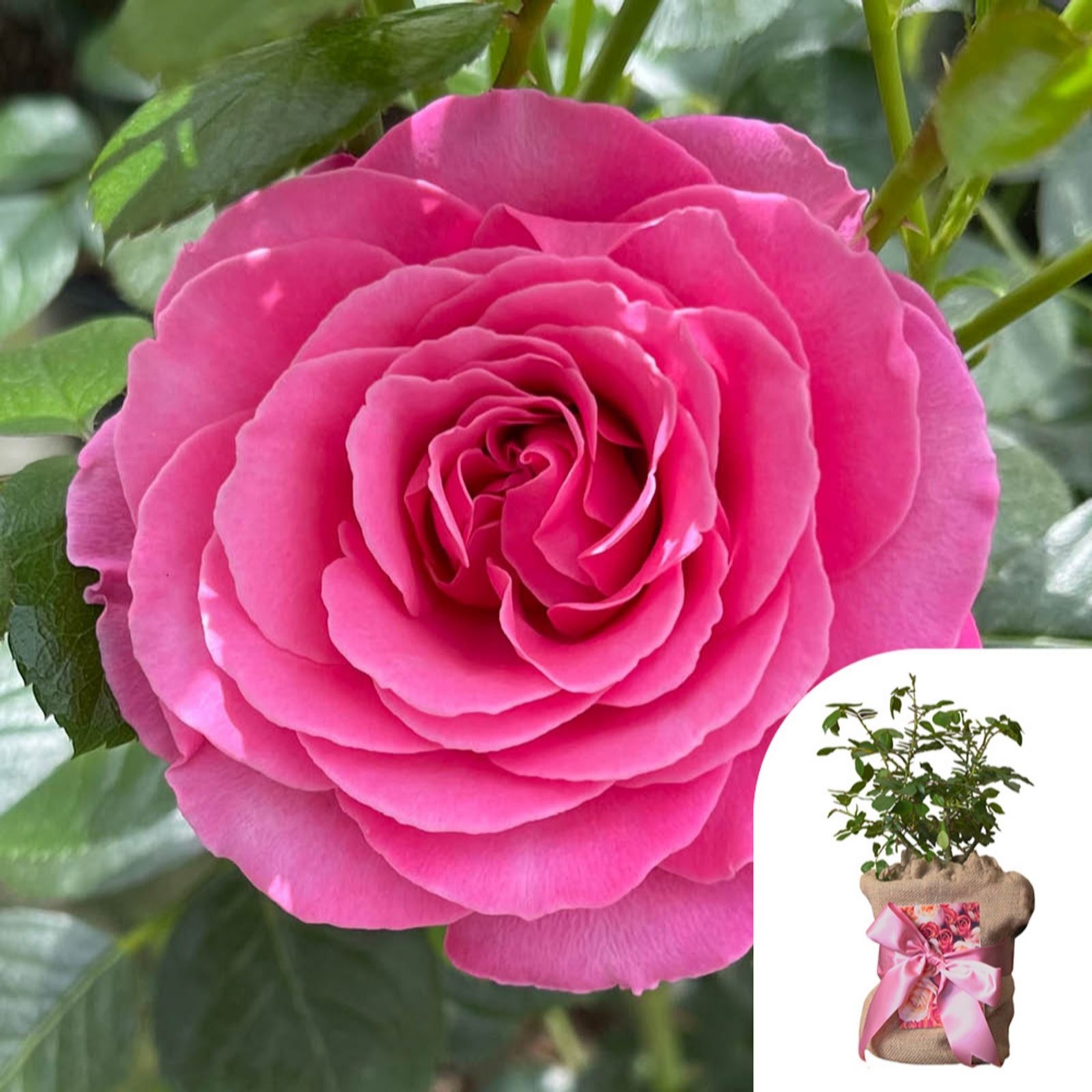 Harkness Roses Rose 'Mum You are One in a Million' in a 4L pot Gift Wrapped