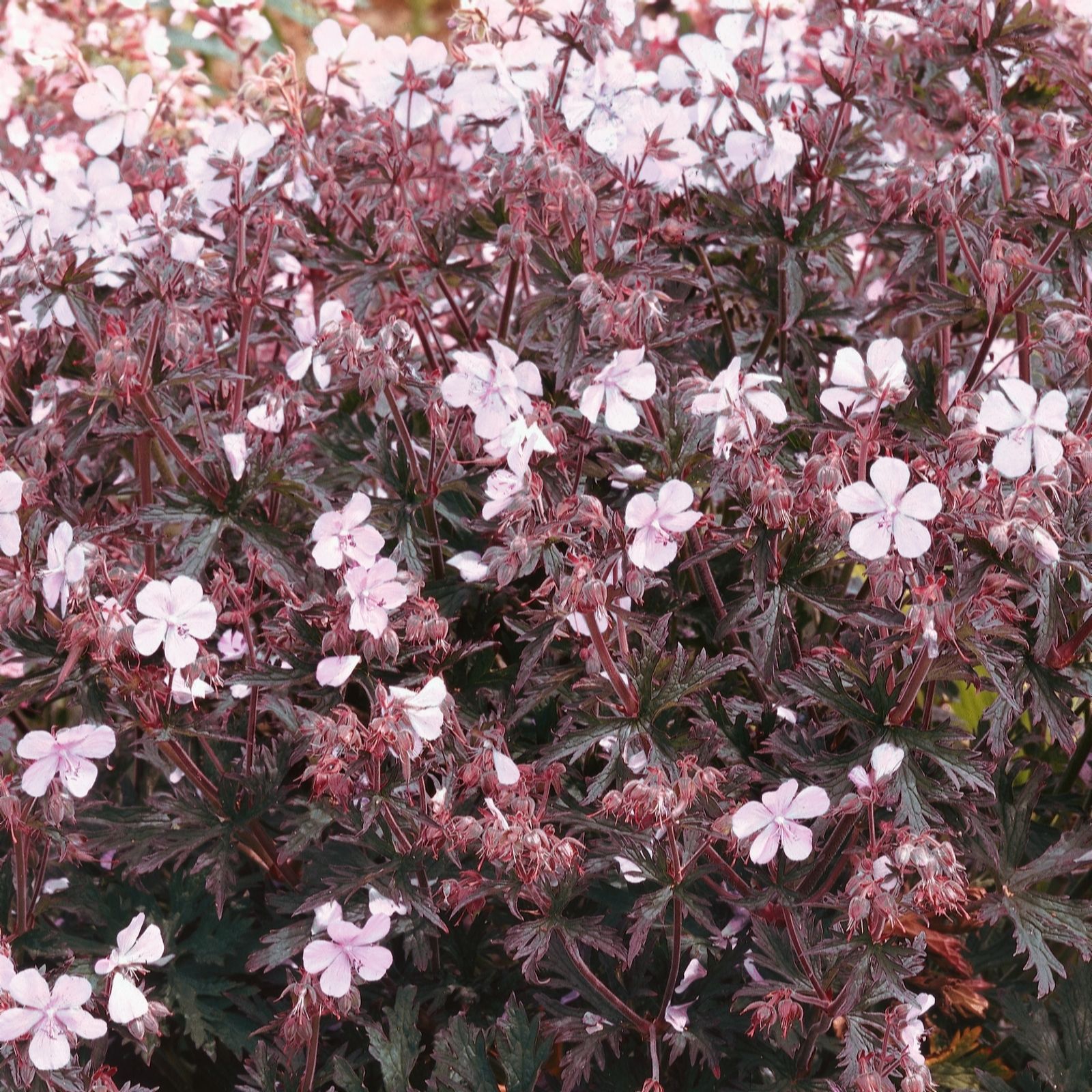 Plants2Gardens Geranium Collection 3 x 9cm