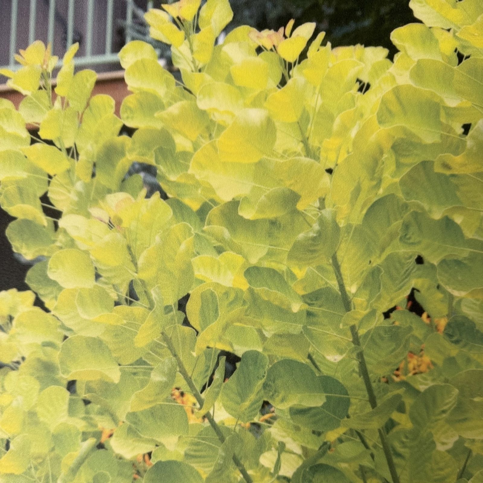 Plants2Gardens Cotinus Golden Spirit 3L