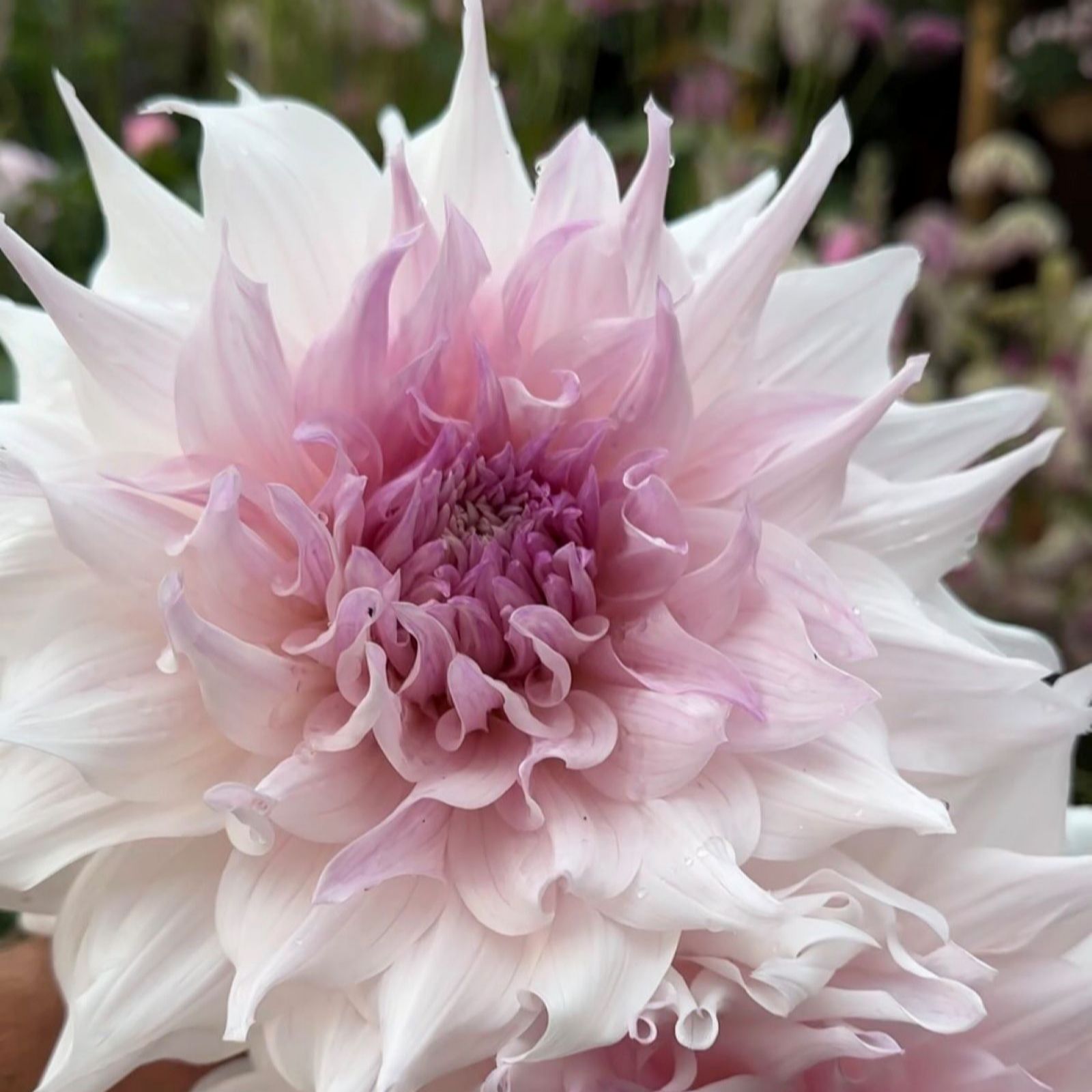 Thompson & Morgan Dahlia Shiloh Noelle 3x 3L Pots