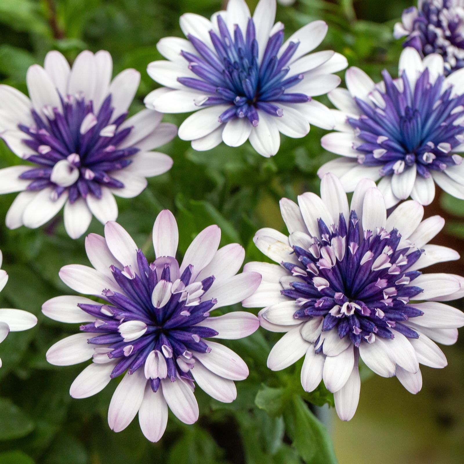 Hayloft Plants Osteospermum 3x 13cm Pots