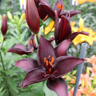 Thompson & Morgan Lily Secret Kiss 6 Bulbs