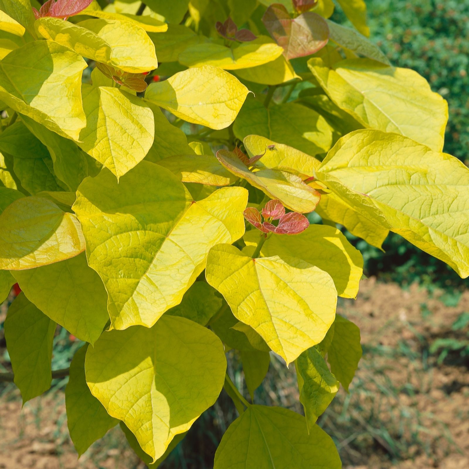 Plants 2 Gardens Catalpa Aurea Standard 5 litre Potted Plant