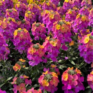YouGarden Erysimum Leya Glow Plug Plants x 24