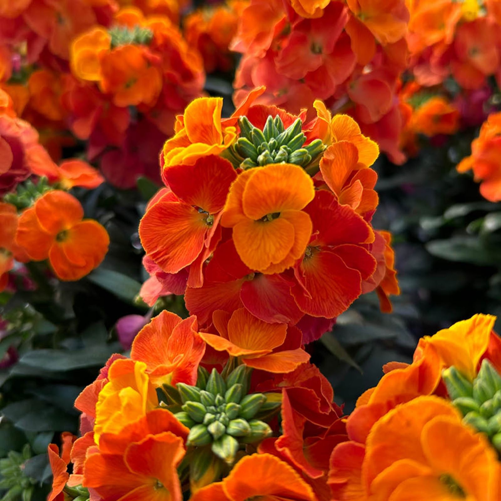 YouGarden Erysimum Leya Glow Plug Plants x 24