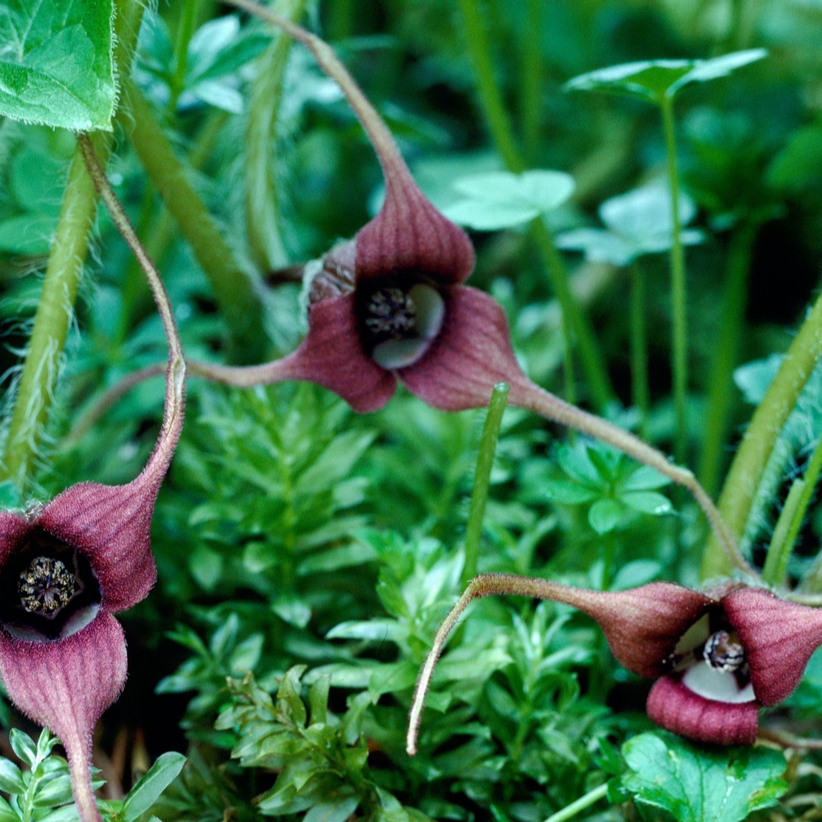 Hayloft Plants Asarum Caudatum 3x 9cm Pots - QVC UK