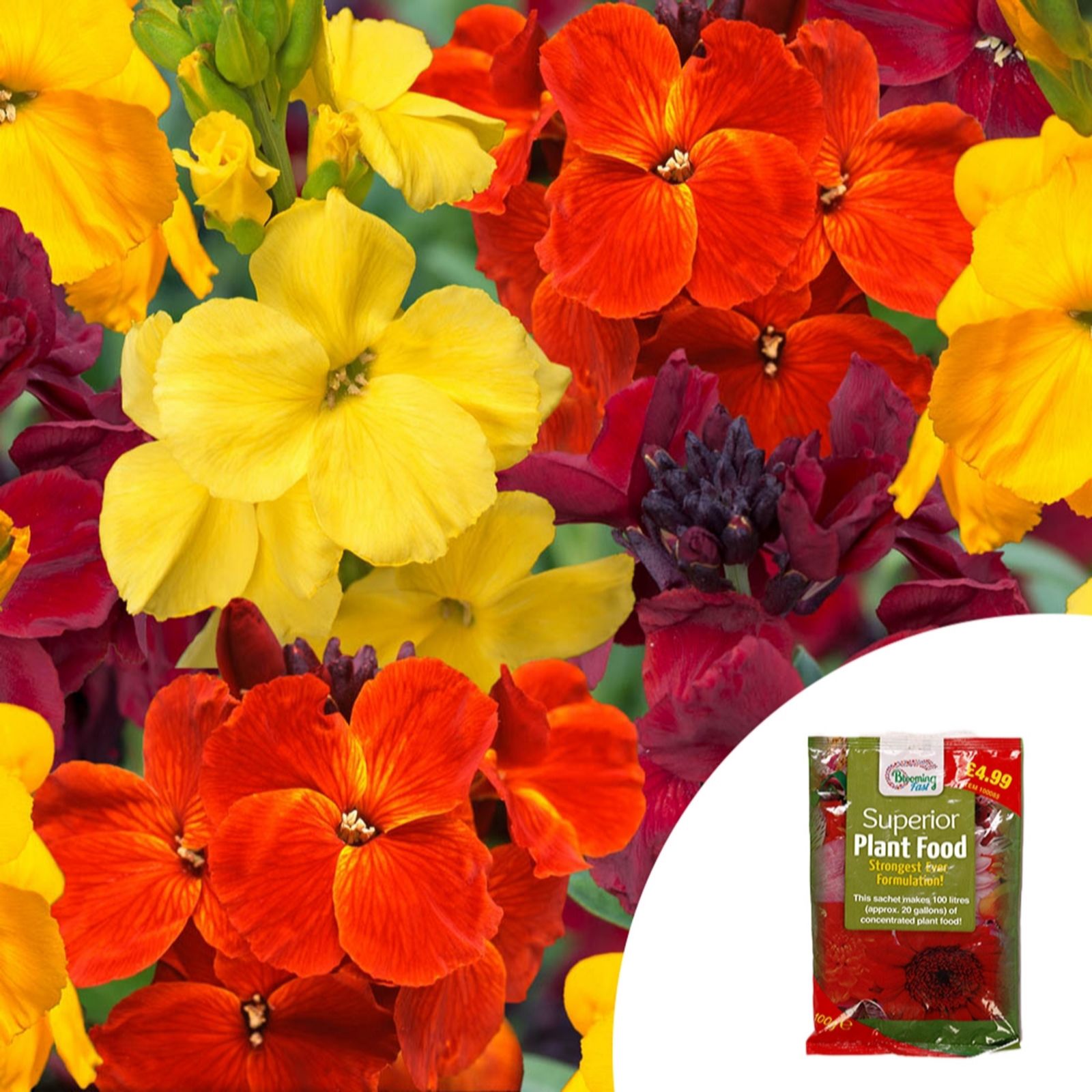 YouGarden Wallflower Sunset Tutti Fruiti Mixed Garden Ready Plants x20
