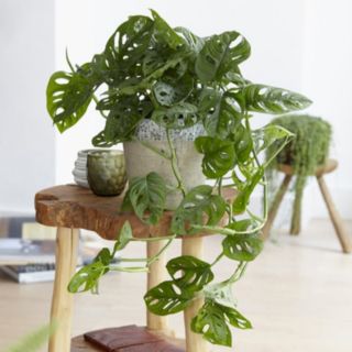 YouGarden Swiss Cheese Plant Monstera Monkey Leaf in 12cm Pot