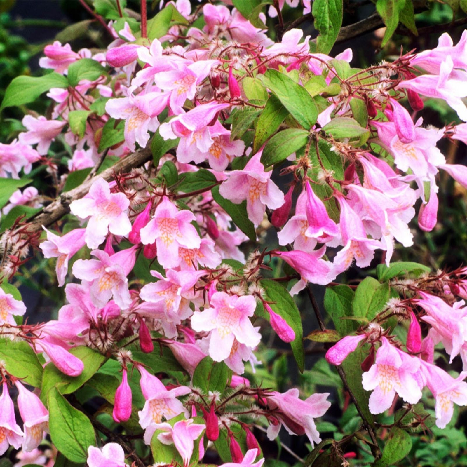 YouGarden Kolkwitzia amabilis 'Pink Cloud' in a 3L pot