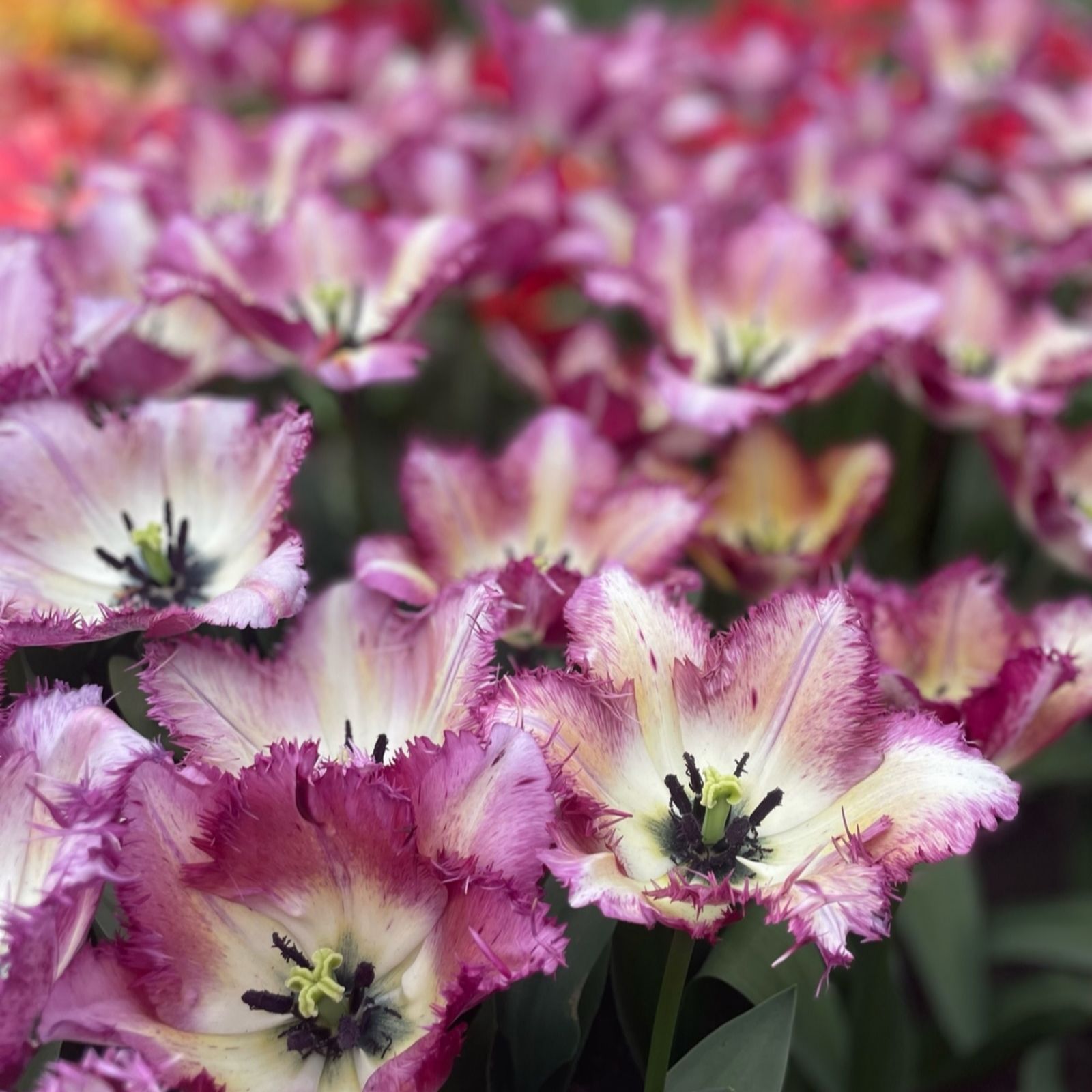 Thompson & Morgan Tulip Colour Fusion 16 Bulbs