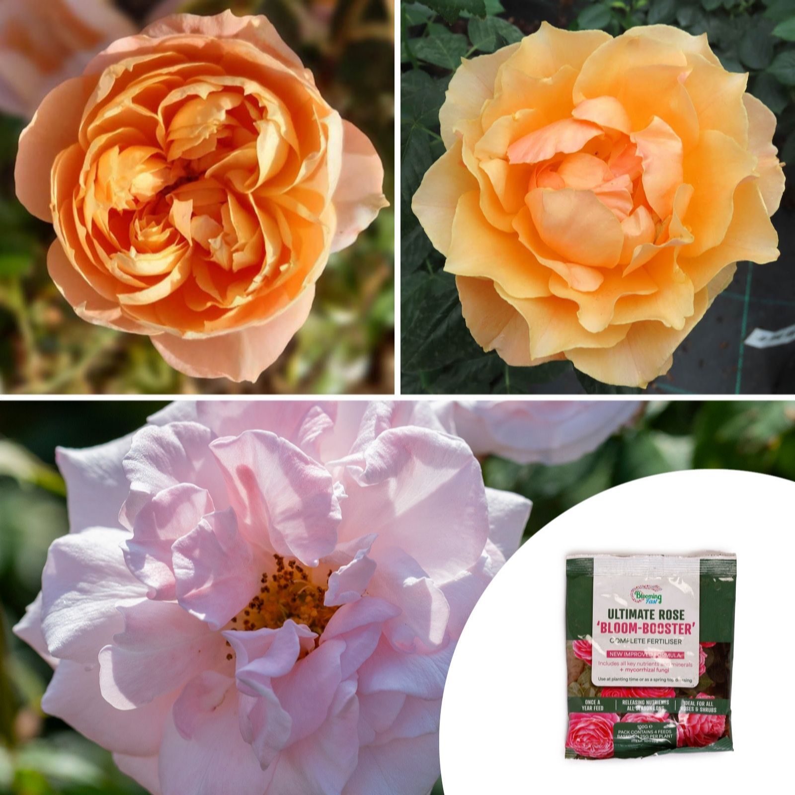 YouGarden Rose 'English Legends' Collection Bare Roots x3 w/ Rose Fertiliser