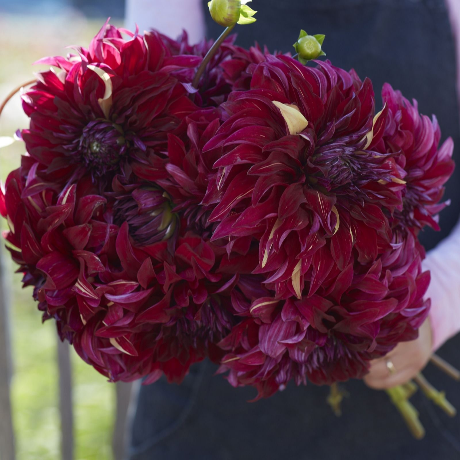 Plants 2 Gardens Dahlia Bohemian Spartacus 3 x Bare Root Dahlia