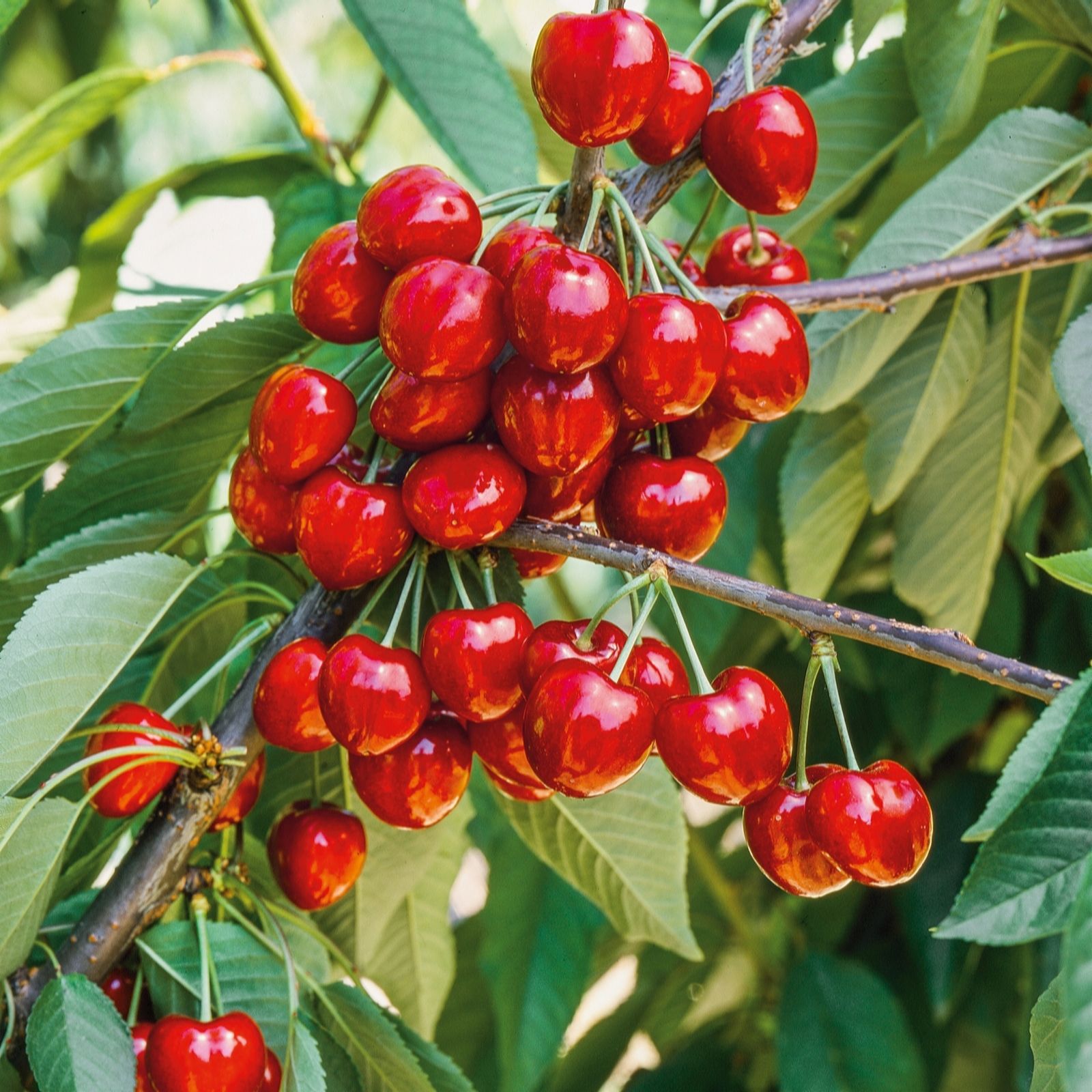 Plants2Gardens Cherry Prunus Sunburst 5ltr