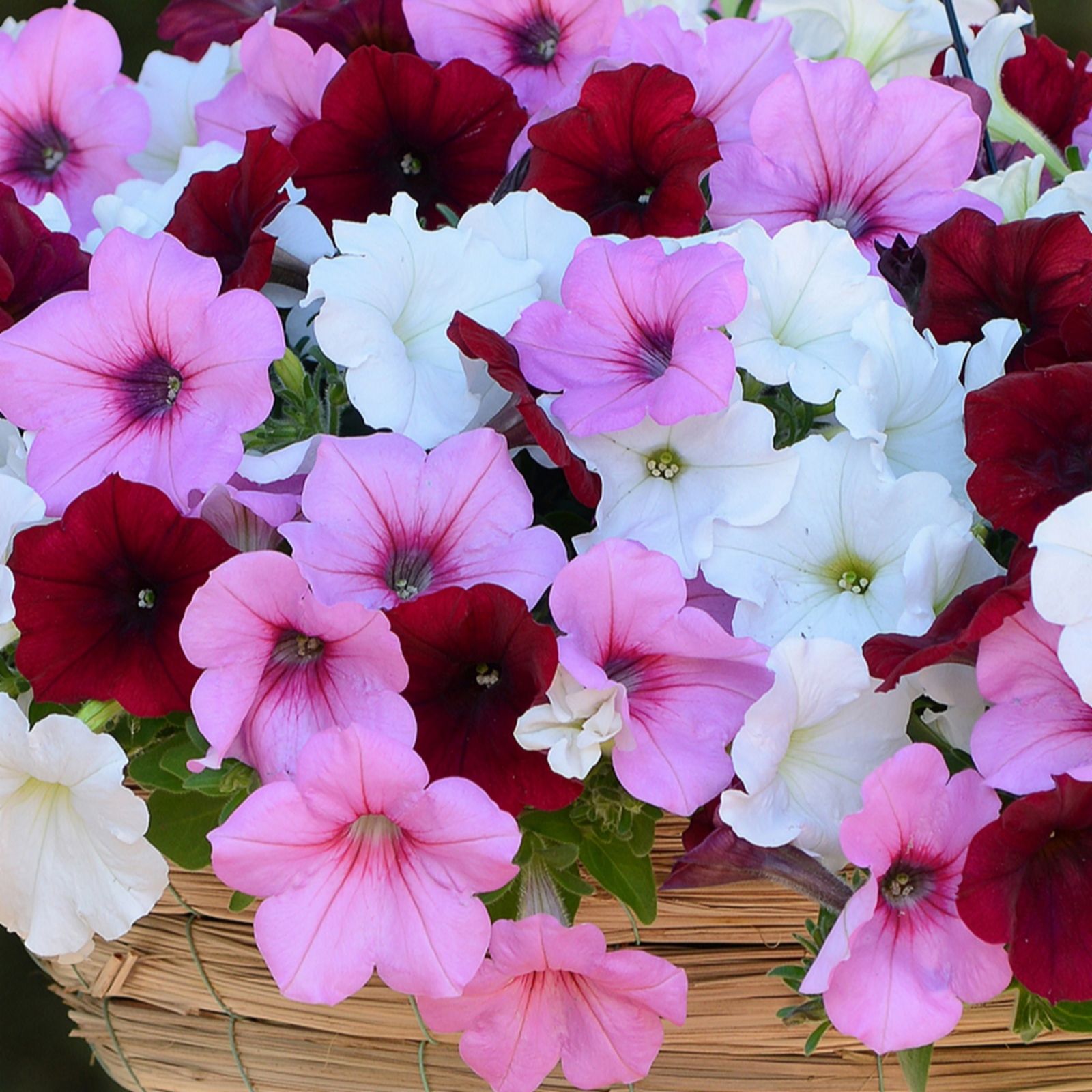 Thompson & Morgan Petunia 'Easy Wave Sweetheart' Garden Ready Plants x 12