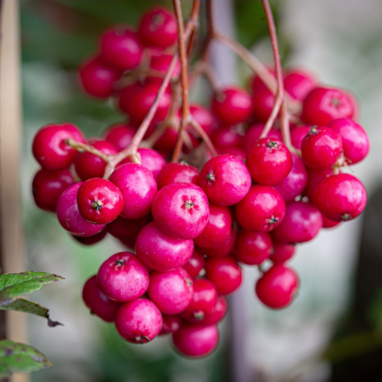 Frank P Matthews Sorbus vil Pink Charm 12 Litre Container
