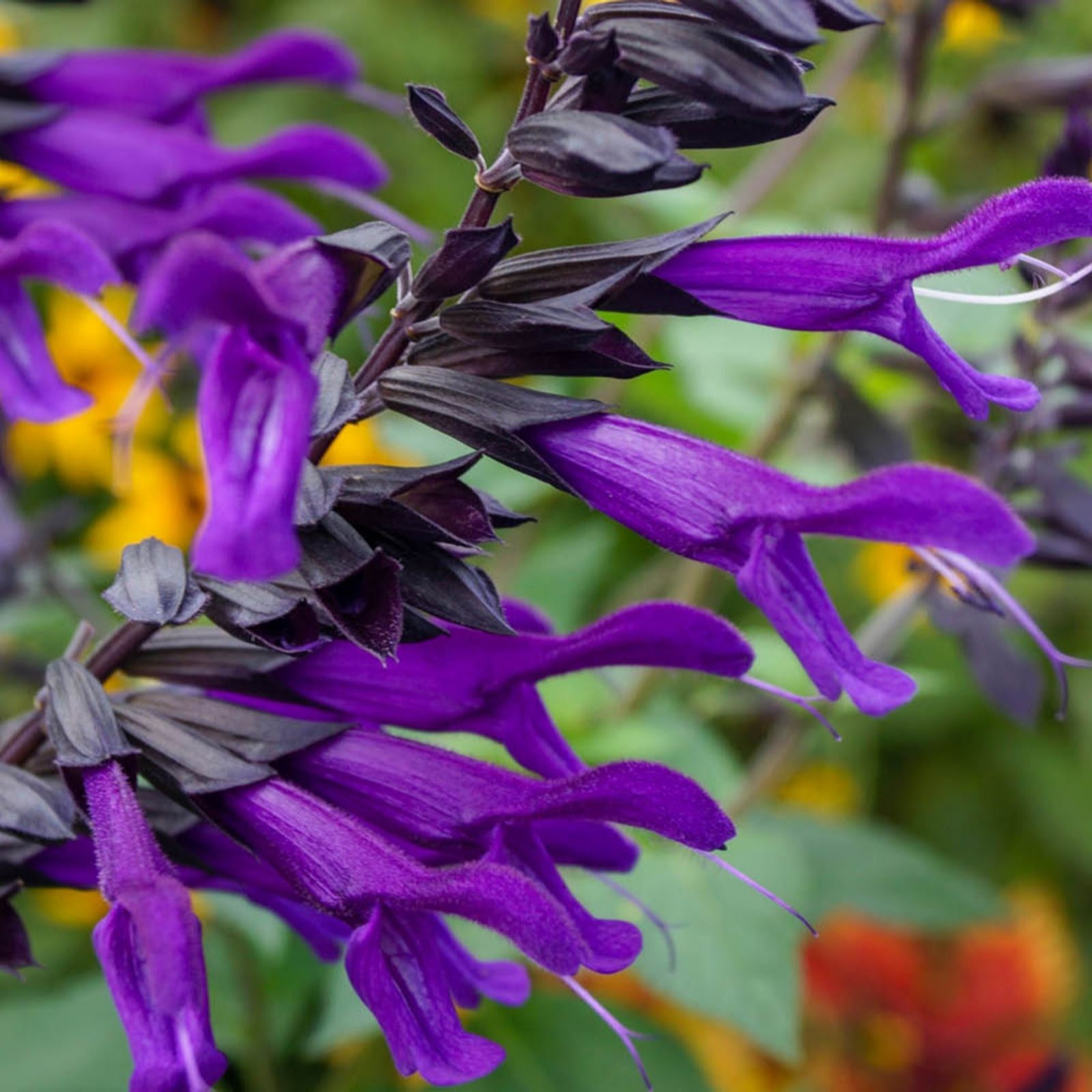 YouGarden Salvia 'Amistad' in 9cm pots x3