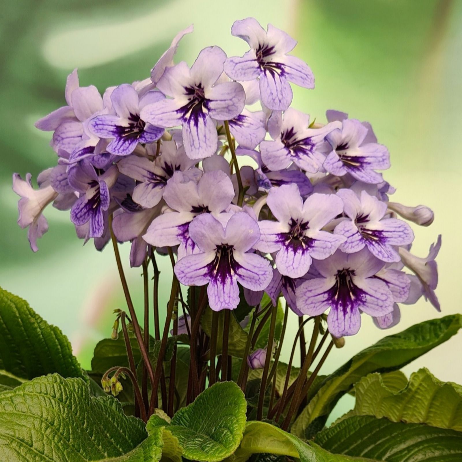 Dibleys Streptocarpus Betty