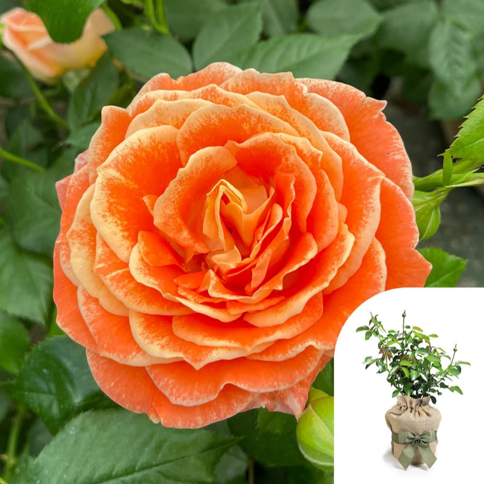 Harkness Roses Rose 'Fab at 50' in a 4L Pot Gift Wrapped