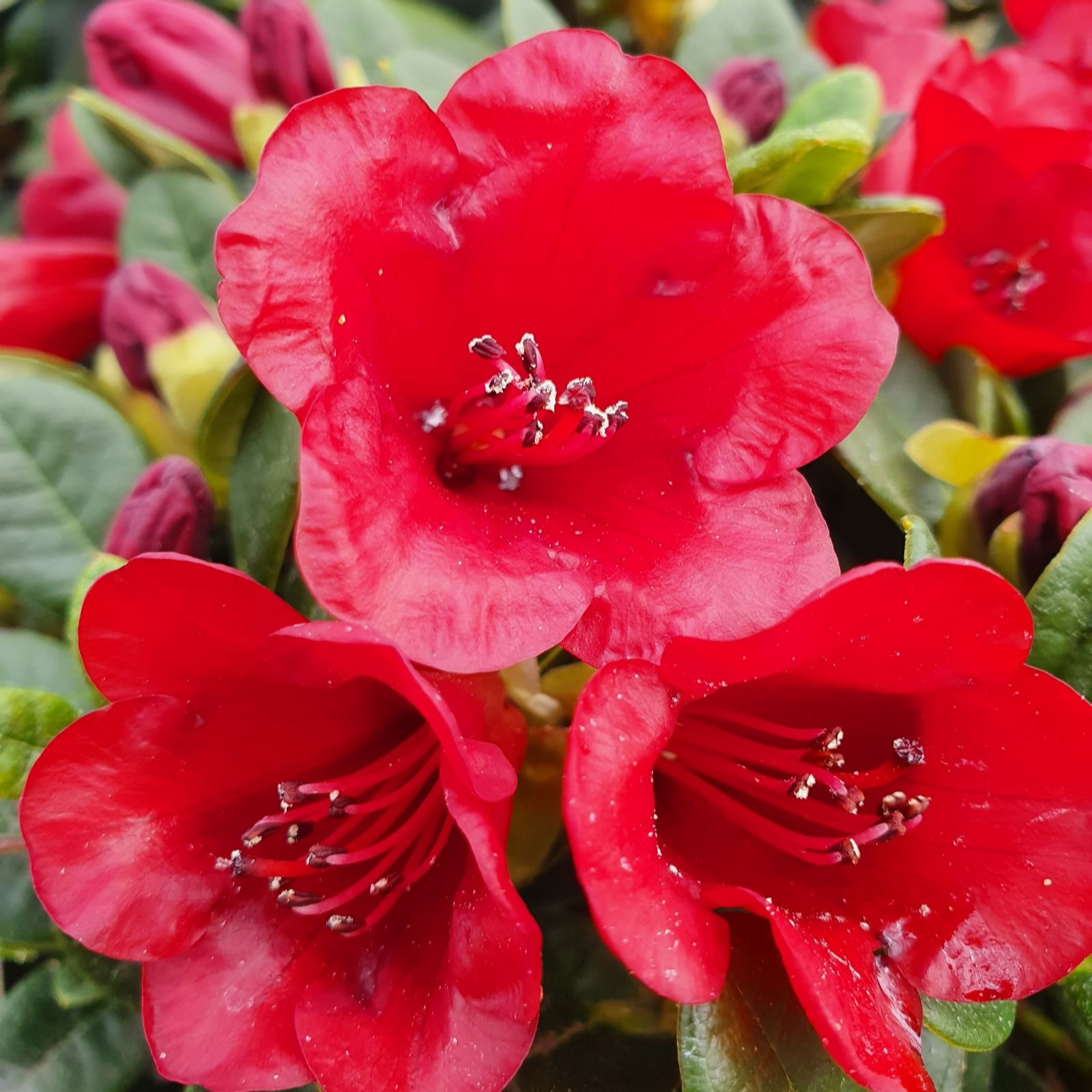 Plants2Garden Rhododendron Carmen 3ltr