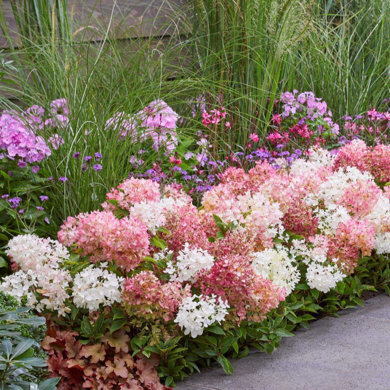 Thompson & Morgan Hydrangea Groundbreaker Blush 2x 14cm Pots