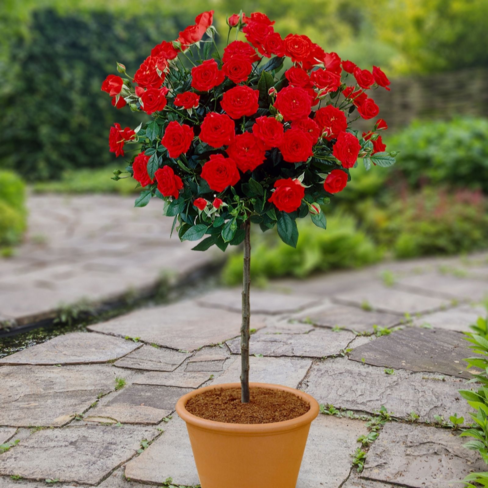 YouGarden Patio Rose Mini Standard in a 4L Pot