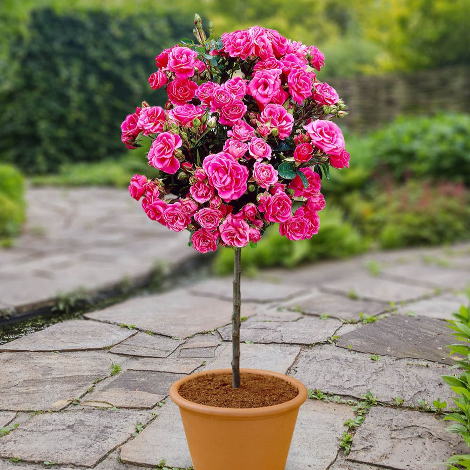 YouGarden Patio Rose Mini Standard in a 4L Pot
