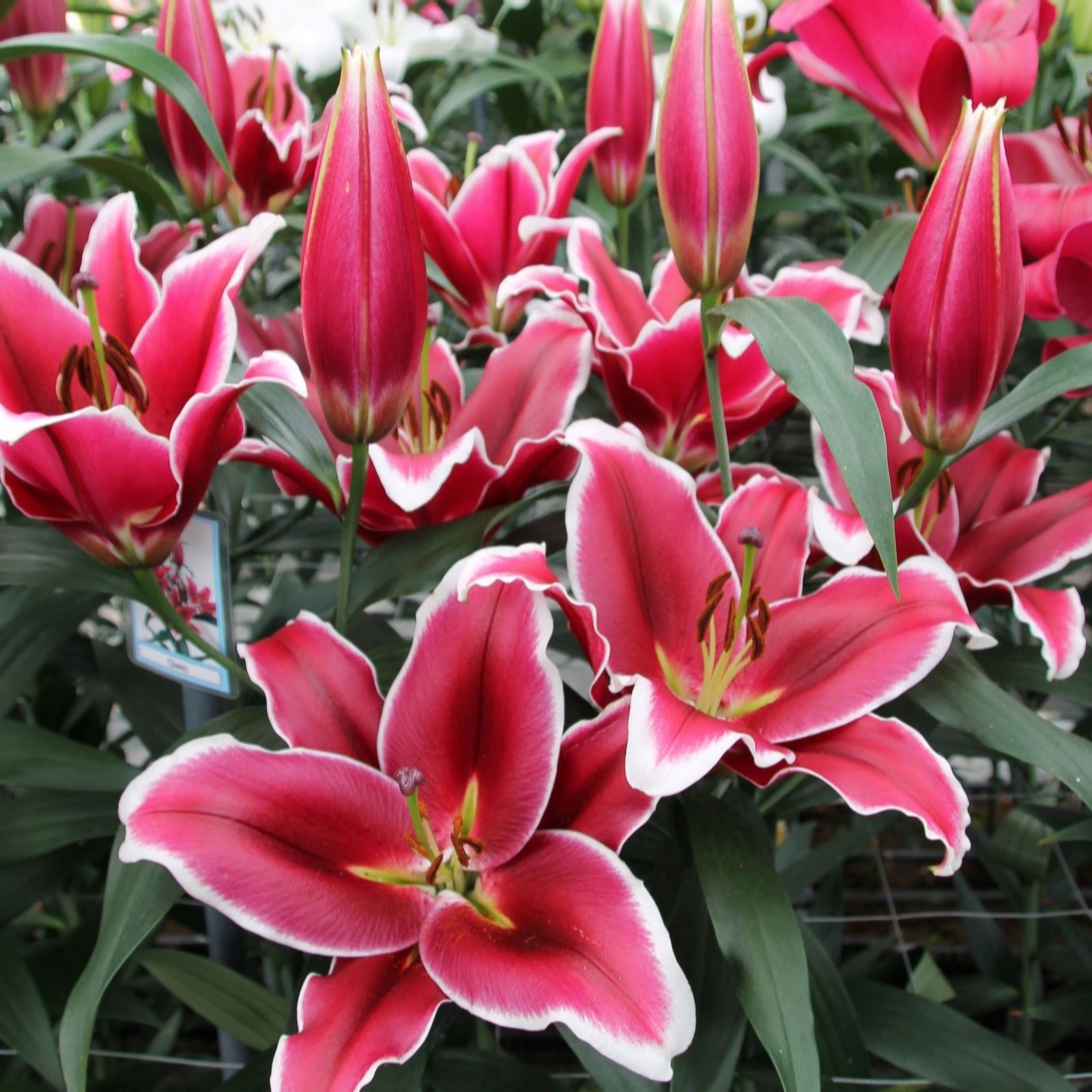 Thompson & Morgan Lily Qwic 6 Bulbs