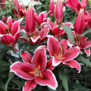 Thompson & Morgan Lily Qwic 6 Bulbs