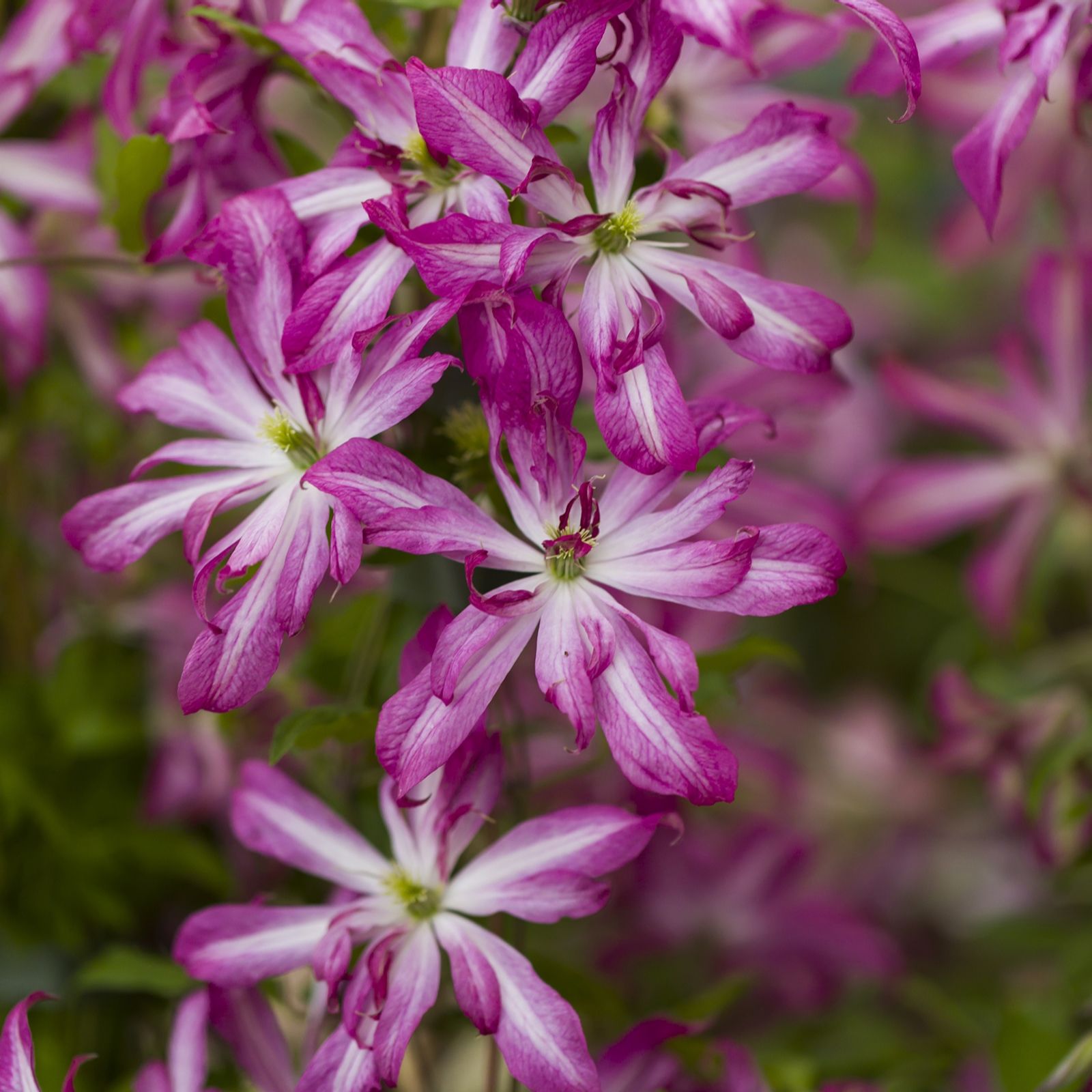 Plants2Gardens Clematis Glorious 2 litre Potted Plant
