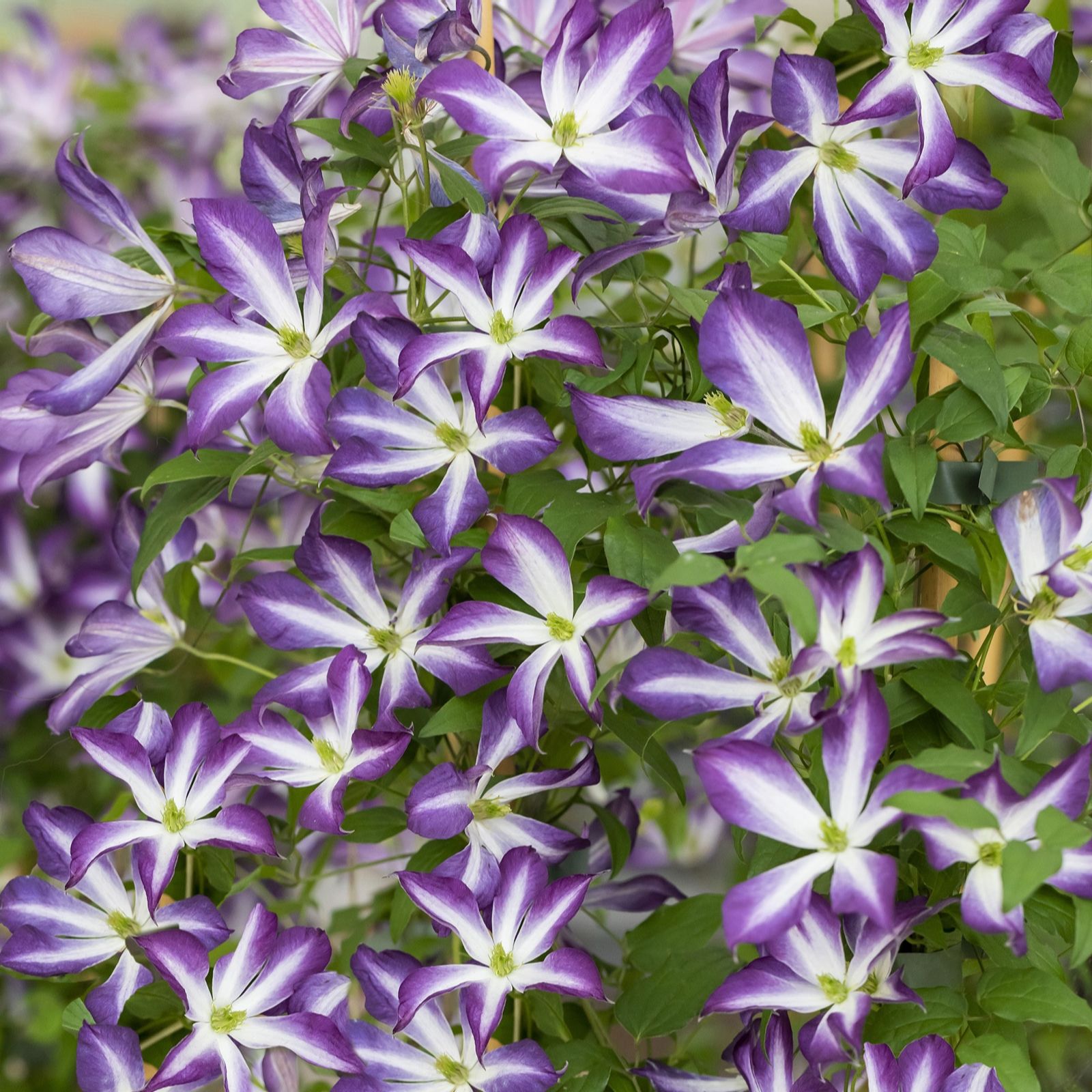 Plants2Gardens Clematis Glorious 2 litre Potted Plant