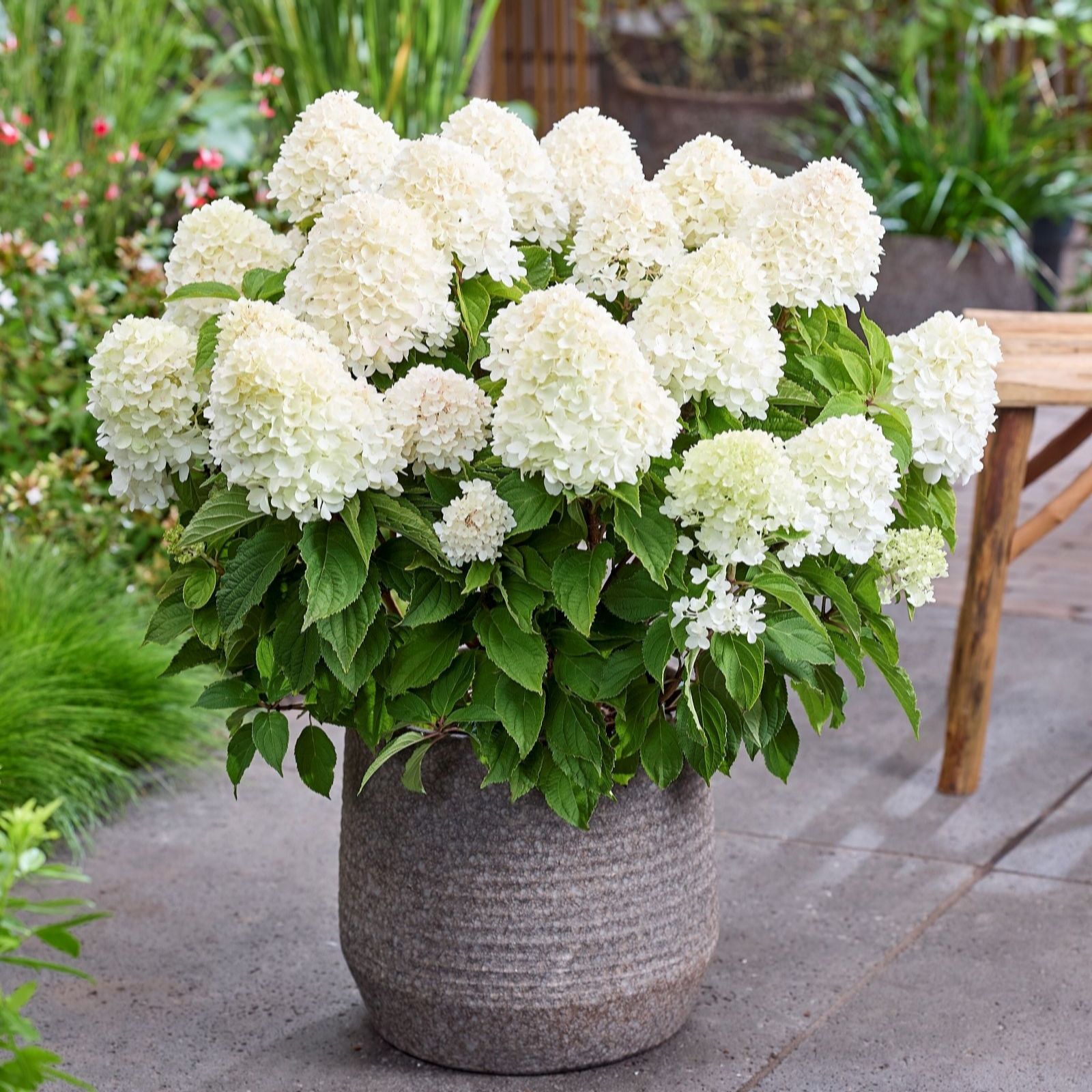 Thompson & Morgan Hydrangea Living Sugar Rush 1 Litre Pot x2