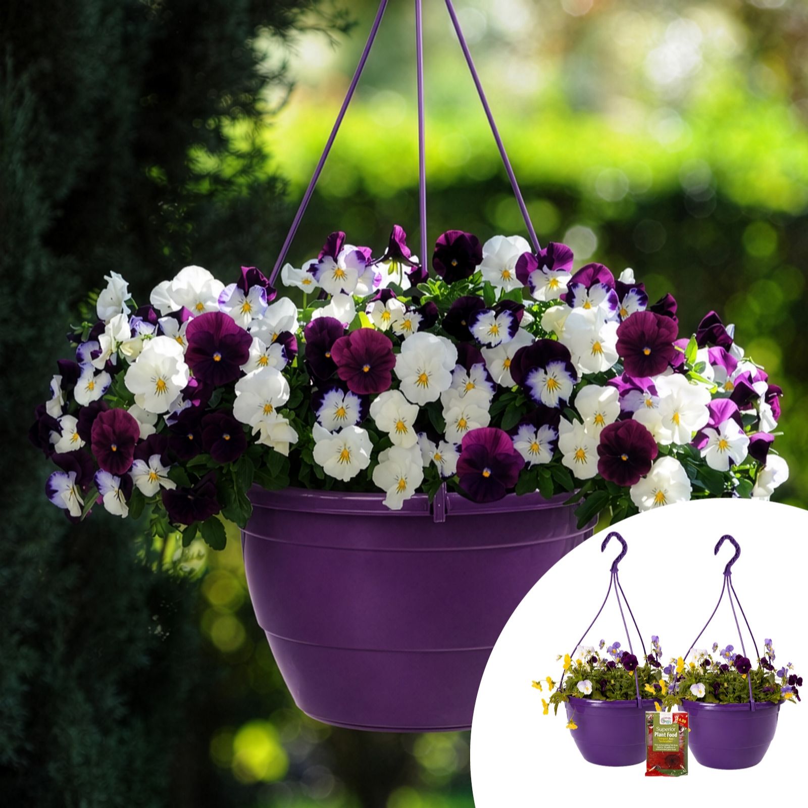YouGarden 2x Preplanted Pansy 25cm 'Cool Wave' Hanging Baskets & Fertiliser