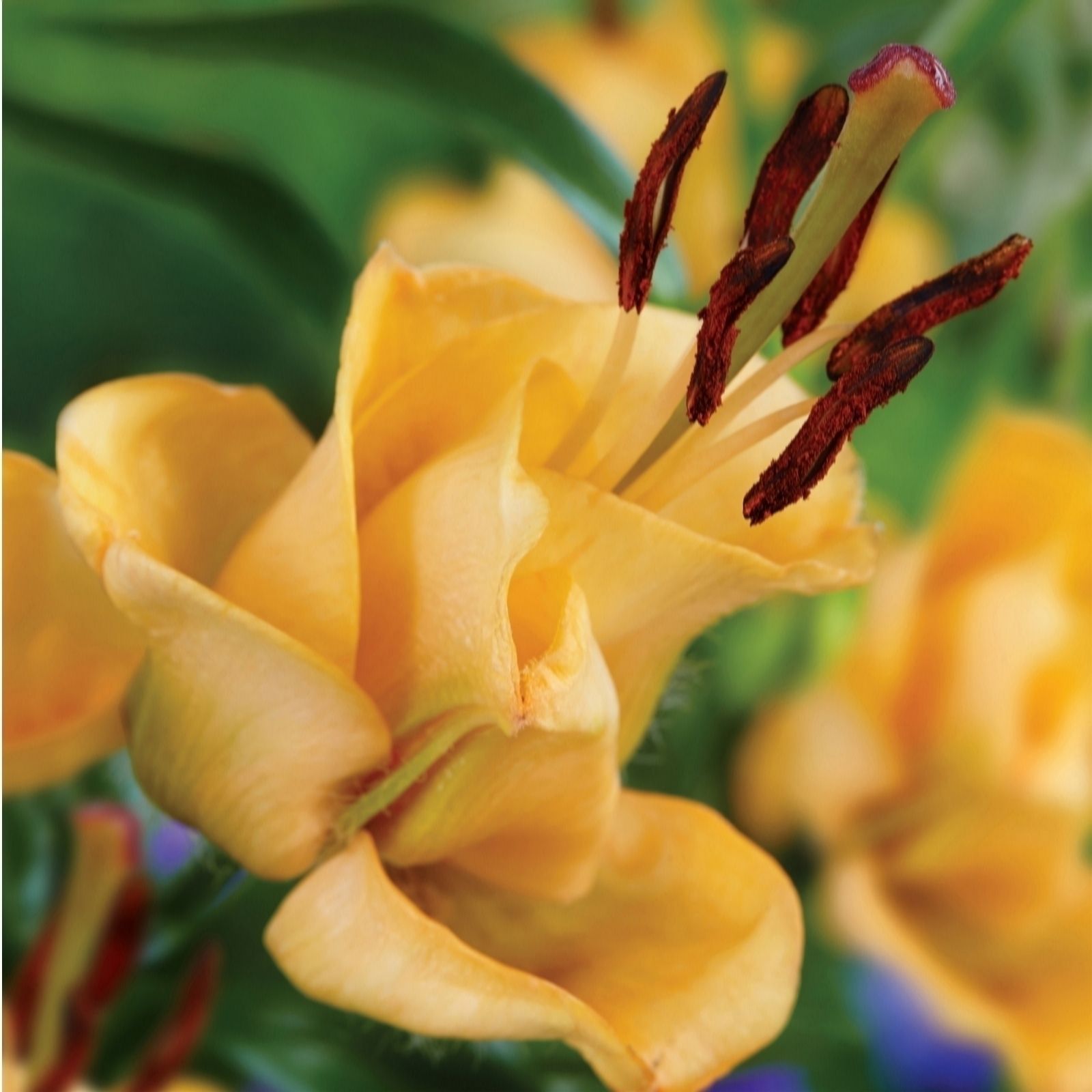 de Jager 5x Apricot Fudge Lily 18/20cm Bulbs