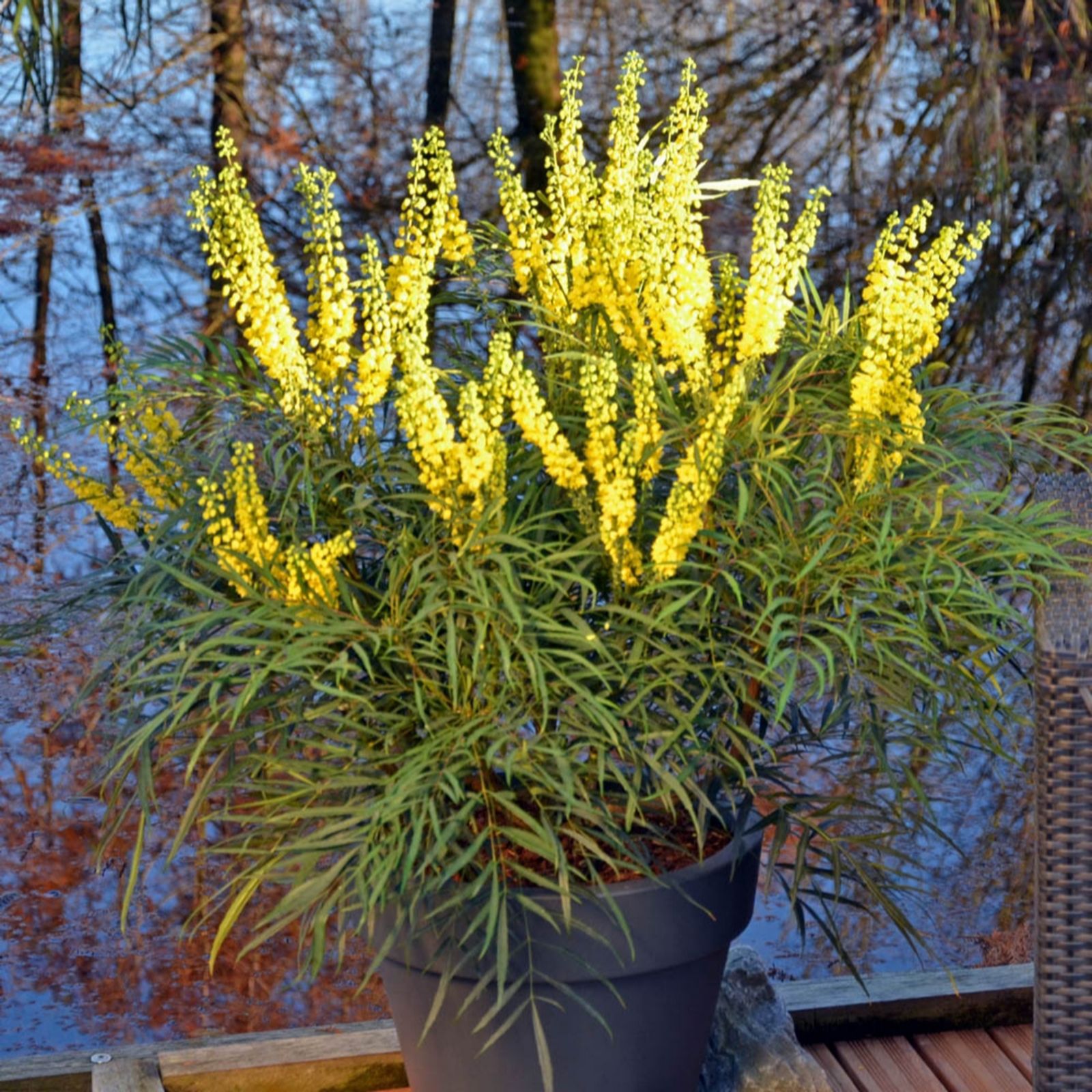 YouGarden Mahonia Eurybracteata Soft Caress 19cm pot