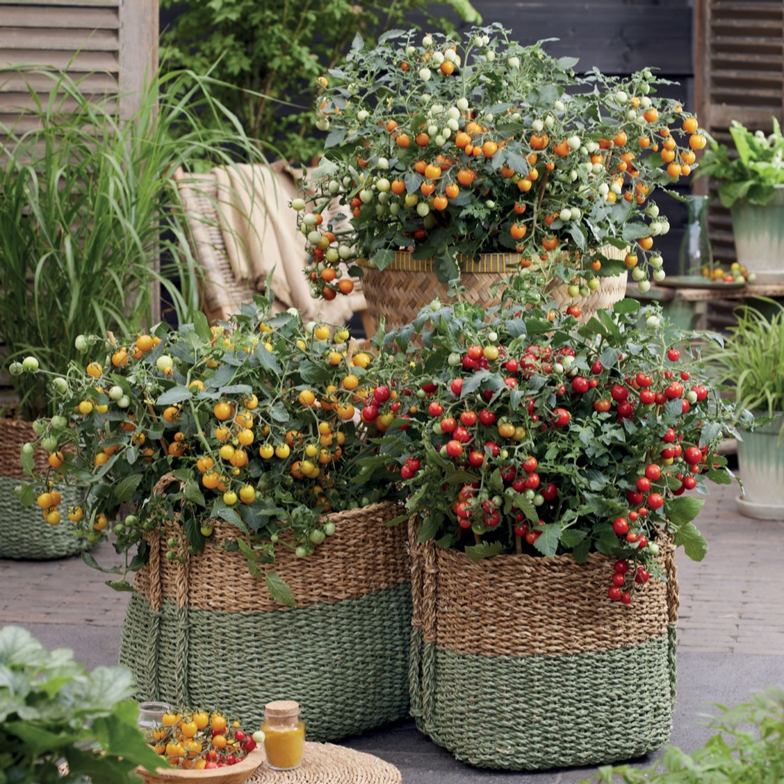 Thompson & Morgan Tomato Tiny Temptations 9cm x 3
