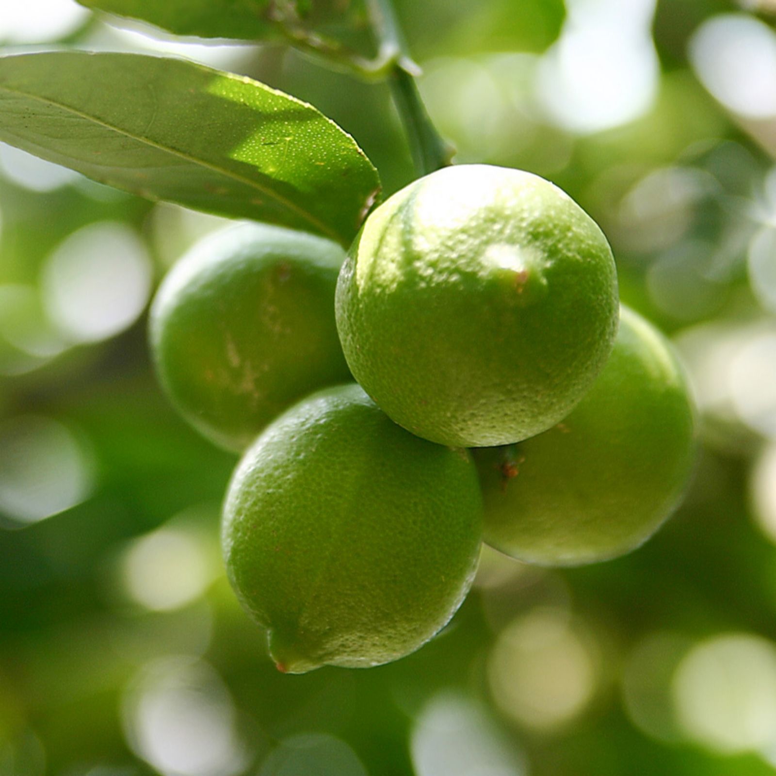 YouGarden Citrus Lime 5L pot