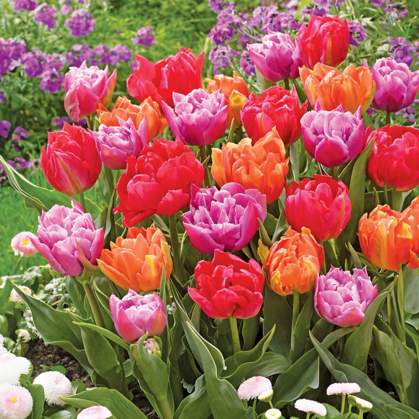 de Jager Stunning Peony Tulips Bulbs x24