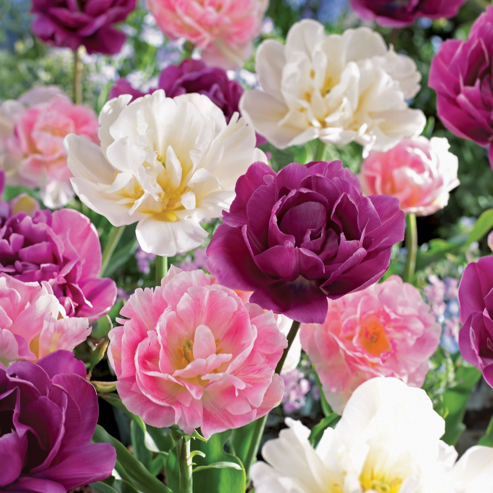 de Jager Stunning Peony Tulips Bulbs x24