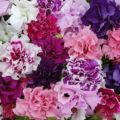 Richard Jackson Orchid Flowered Petunias Power Plants 10 x 5.5cm