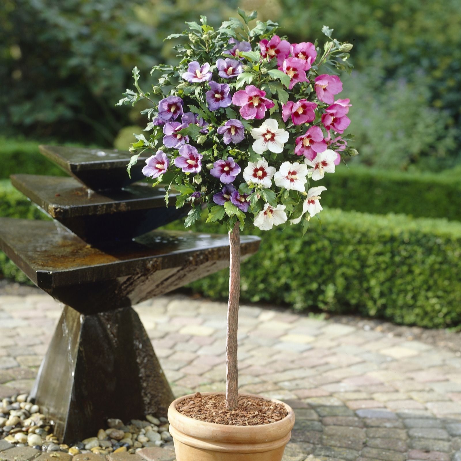 YouGarden Hibiscus Tricolour Standard in a 3L pot